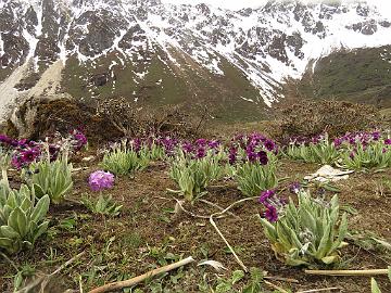 IMG_1762_Primula_calderiana_and_denticulata_Thangu_to_Muguthang_4200m_160609 Primula calderiana and denticulata , Thangu - Muguthang 4200 m (12:07)