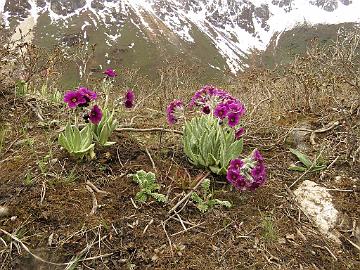 IMG_1763_Primula_calderiana_Thangu_to_Muguthang_4200m_160609 Primula calderiana , Thangu - Muguthang 4200 m (12:08)