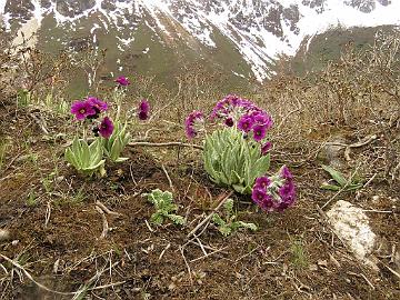 IMG_1763_Primula_calderiana_Thangu_to_Muguthang_4200m_160609 Primula calderiana , Thangu - Muguthang 4200 m (12:08)