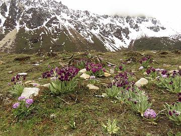 IMG_1764_Primula_calderiana_Thangu_to_Muguthang_4200m_160609 Primula calderiana and denticulata , yak antler on the ground, Thangu - Muguthang 4200 m (12:09)