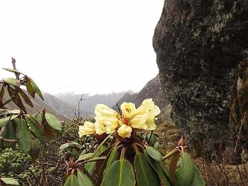 IMG_1765_Rhododendron_wightii_Thangu_to_Muguthang_4200m_160609 Rhododendron wightii , Thangu - Muguthang 4200 m (12:11)