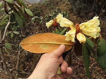 IMG_1767_Rhododendron_wightii_Thangu_to_Muguthang_4200m_160609 Rhododendron wightii , Thangu - Muguthang 4200 m (12:11)