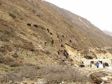 IMG_1775_the_real_yaks_on_the_road_from_Thangu_to_Mugethang_160509 Yaks on the mountain slope, Thangu - Muguthang 4200 m (12:49)