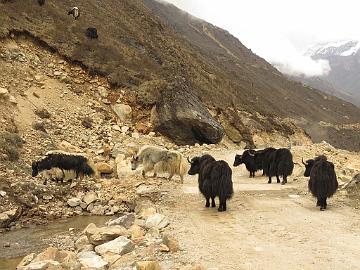 IMG_1776_the_real_yaks_on_the_road_from_Thangu_to_Mugethang_160509 Yaks, Thangu - Muguthang 4200 m (12:50)