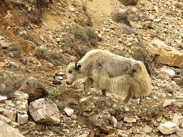 IMG_1777_the_real_yaks_on_the_road_from_Thangu_to_Mugethang_160509 Yak, Thangu - Muguthang 4200 m (12:50)