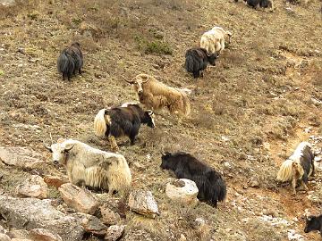 IMG_1778_the_real_yaks_on_the_road_from_Thangu_to_Mugethang_160509 Yaks on the mountain slope, Thangu - Muguthang 4200 m (12:50)