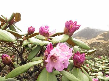 IMG_1784_Rhododendron_aeruginosum_Thangu_to_Muguthang_4200m_160509 Rhododendron campanulatum ssp. aeruginosum , Thangu - Muguthang 4200 m (12:58)