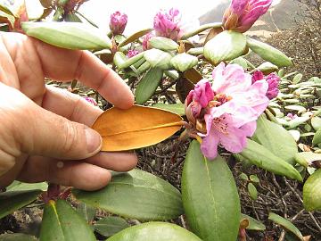 IMG_1785_Rhododendron_aeruginosum_Thangu_to_Muguthang_4200m_160509 Rhododendron campanulatum ssp. aeruginosum , Thangu - Muguthang 4200 m (12:58)