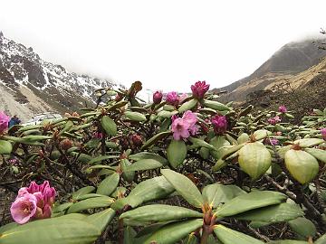 IMG_1786_Rhododendron_aeruginosum_Thangu_to_Muguthang_4200m_160509 Rhododendron campanulatum ssp. aeruginosum , Thangu - Muguthang 4200 m (12:58)