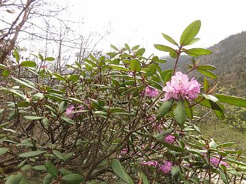 IMG_1793_Rhododendron_wallichii_Thangu_3500m_160509 Rhododendron wallichii , Thangu 3500 m (14:38)