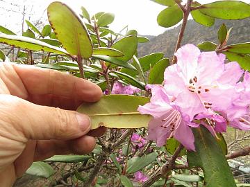 IMG_1794_Rhododendron_wallichii_Thangu_3500m_160509 Rhododendron wallichii , Thangu 3500 m (14:38)