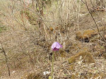 IMG_1795_Meconopsis_simplicifolia_south_of_Thangu_3500m_stumbled_here_down_the_slope_160509 Meconopsis simplicifolia , south of Thangu 3500 m (14:46)