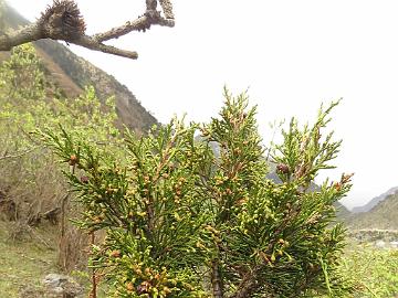 IMG_1803_Juniperus_indica_Thangu-Lachen_3300m_160509 Juniperus indica , Thangu - Lachen 3300 m (15:13)
