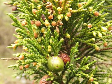 IMG_1804_Juniperus_indica_Thangu-Lachen_3300m_160509 Juniperus indica , Thangu - Lachen 3300 m (15:13)