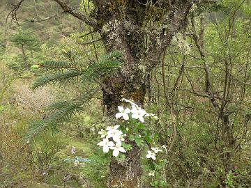 IMG_1806_Clematis_montana_Thangu-Lachen_3100m_160509 Clematis montana , Thangu - Lachen 3100 m (16:12)