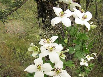 IMG_1807_Clematis_montana_Thangu-Lachen_3100m_16050 Clematis montana , Thangu - Lachen 3100 m (16:12)