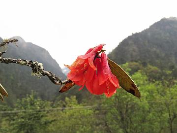 IMG_1808_Rhododendron_cinnabarinum_Thangu-Lachen_3100m_160509 Rhododendron cinnabarinum , Thangu - Lachen 3100 m (16:14)