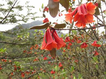 IMG_1810_Rhododendron_cinnabarinum_Thangu-Lachen_3100m_160509 Rhododendron cinnabarinum , Thangu - Lachen 3100 m (16:16)