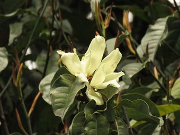 IMG_2166_Magnolia_doltsopa_Lachung-Gangtok_160512 Magnolia doltsopa (?), Lachung - Gangtok (08:39)