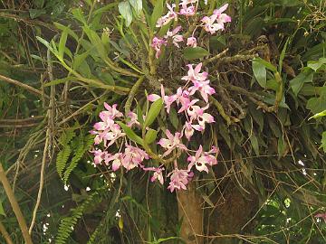 IMG_2173_Dendrobium_nobile_Lachung-Gangtok_160512 Orchid Dendrobium nobile , Lachung - Gangtok (09:36)