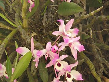 IMG_2174_Dendrobium_nobile_Lachung-Gangtok_160512 Orchid Dendrobium nobile , Lachung - Gangtok (09:36)