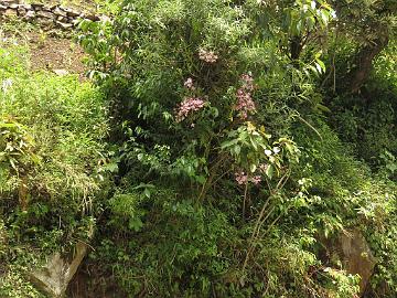 IMG_2180_Photographing_Dendrobium_nobile_Lachung-Gangtok_160512 Photographing the orchid Dendrobium nobile on the slope, Lachung - Gangtok (09:36)