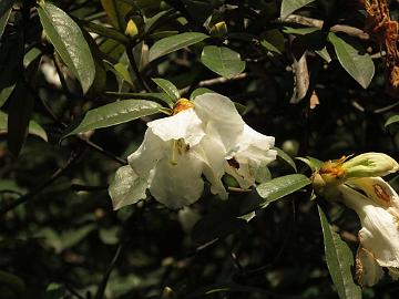 IMG_2184_Rhododendron_maddenii_Chungthang_1800m_160512 Rhododendron maddenii , Chungthang between Lachung and Gangtok (10:08)