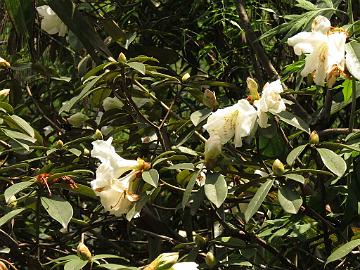 IMG_2185_Rhododendron_maddenii_Chungthang_1800m_160512 Rhododendron maddenii , Chungthang between Lachung and Gangtok (10:08)