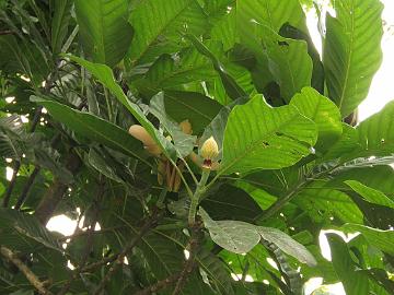 IMG_2193_Magnolia_hodgsonii_Lachung-Gangtok_160512 Magnolia hodgsonii , Lachung - Gangtok (10:50)