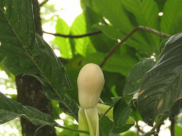 IMG_2196_Magnolia_hodgsonii_Lachung-Gangtok_160512 Magnolia hodgsonii , Lachung - Gangtok (10:50)