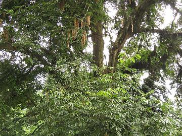 IMG_2199_Engelhardia_spicata_Lachung-Gangtok_160512 Engelhardia spicata , Lachung - Gangtok (11:14)