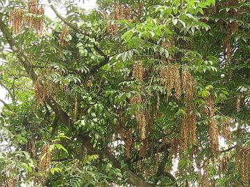 IMG_2201_Engelhardia_spicata_Lachung-Gangtok_160512 Engelhardia spicata , Lachung - Gangtok (11:14)