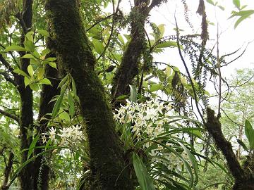 IMG_2218_Orchid_Coelogyne_punctulata_Lachung-Gangtok_160512 Orchid Coelogyne nitida , Lachung - Gangtok (15:11)