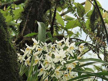 IMG_2220_Orchid_Coelogyne_punctulata_Lachung-Gangtok_160512 Orchid Coelogyne nitida , Lachung - Gangtok (15:11)