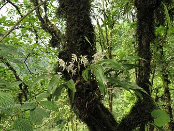 IMG_2224_Orchid_Coelogyne_punctulata_Lachung-Gangtok_160512 Orchid Coelogyne nitida , Lachung - Gangtok (15:15)