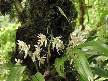 IMG_2225_Orchid_Coelogyne_punctulata_Lachung-Gangtok_160512 Orchid Coelogyne nitida , Lachung - Gangtok (15:15)