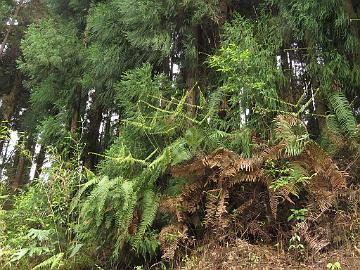 IMG_2226_Fern_Lachung-Gangtok_160512 Gleichenia gigantea (?), Lachung - Gangtok (15:17)