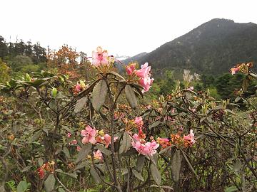 IMG_1951_Rhododendron_glaucophyllum_at_Yaktse_Lachung-Yumthang_3080m_160511 Rhododendron glaucophyllum , Lachung - Yumthang at Yaktse lodge 3080 m (07:57)