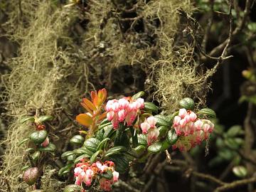 IMG_1959_Vaccinium_retusum_at_Yaktse_Lachung-Yumthang_3080m_160511 Vaccinium retusum , Lachung - Yumthang at Yaktse lodge 3080 m (08:07)