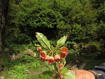 IMG_1962_Enkianthus_deflexus_at_Yaktse_Lachung-Yumthang_3080m_160511 Enkianthus deflexus , Lachung - Yumthang at Yaktse lodge 3080 m (08:08)