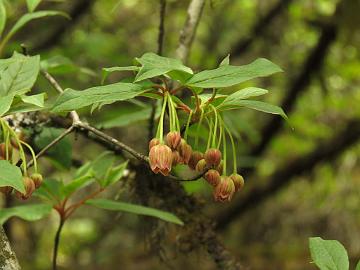 IMG_1963_Enkianthus_deflexus_at_Yaktse_Lachung-Yumthang_3080m_160511 Enkianthus deflexus , Lachung - Yumthang at Yaktse lodge 3080 m (08:08)