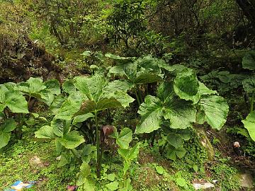 IMG_1972_Arisaema_griffithii_at_Yaktse_Lachung-Yumthang_3080m_160511 Arisaema griffithii , Lachung - Yumthang at Yaktse lodge 3080 m (08:17)