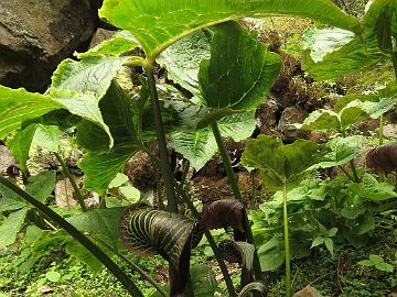 IMG_1973_Arisaema_griffithii_at_Yaktse_Lachung-Yumthang_3080m_160511 Arisaema griffithii , Lachung - Yumthang at Yaktse lodge 3080 m (08:17)