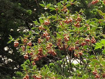 IMG_1974_Enkianthus_deflexus_at_Yaktse_Lachung-Yumthang_3080m_160511 Enkianthus deflexus , Lachung - Yumthang at Yaktse lodge 3080 m (08:08)