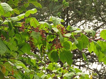 IMG_1979_Acer_pectinatum_at_Yaktse_Lachung-Yumthang_3080m_160511 Acer pectinatum , Lachung - Yumthang at Yaktse lodge 3080 m (08:25)