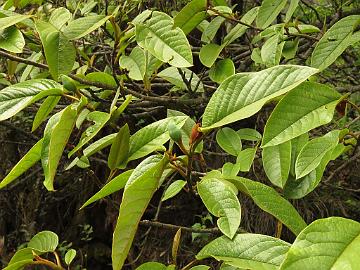 IMG_1984_Magnolia_globosa_at_Yaktse_Lachung-Yumthang_3080m_160511 Magnolia globosa , Lachung - Yumthang at Yaktse lodge 3080 m (08:29)