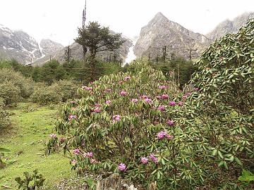 IMG_1992_Rhododendron_niveum_Yumthang_3500m_160511 Rhododendron niveum , Yumthang Valley 3500 m (08:51)