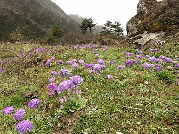 IMG_1997_Primula_denticulata_Yumthang_3800m_160511 Primula denticula , Yumthang Valley 3800 m (10:01)
