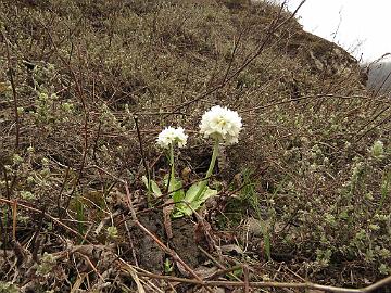 IMG_2002_Primula_denticulata_Yumthang_3800m_160511 Primula denticula white form, Yumthang Valley 3800 m (10:15)