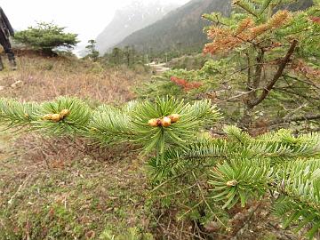 IMG_2004_Abies_densa_Yumthang_3800m_160511 Abies densa ( A. spectabilis var. densa ), Yumthang Valley 3800 m (10:18)